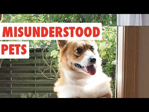 Misunderstood Pets | Funny Pet Video Compilation 2017 - UCPIvT-zcQl2H0vabdXJGcpg