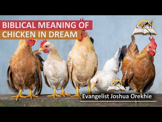 What Does It Mean To Dream About A Hen Or Chicken StuffSure