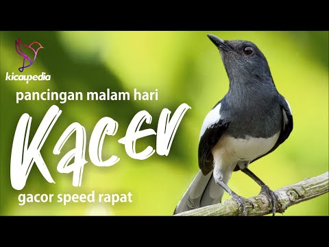 Masteran Dan Pancingan Kacer Malam Hari Agar Gacor dan Emosi