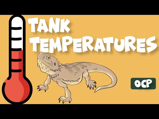 What Temperature Should My Bearded Dragon Tank Be?