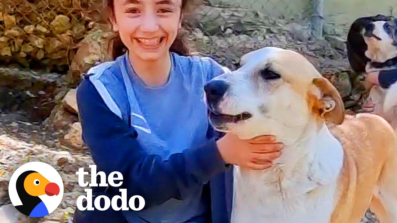 11 Year Old Girl From Lebanon Rescues Dog And Flies Them To Canada | The Dodo Heroes
