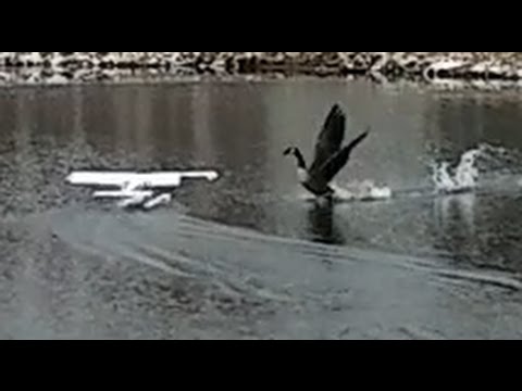 Horizon Hobby - Timber 1.5m - GOOSE ATTACK on Inter-Pond Flight - UCVumEMd8O4mN1VwOPwVcLuA