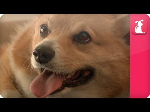 Explosion & Fire Caused by Corgi EXPLAINED by Hali Hudson, Yogi's Owner - Pet Sense - UCPIvT-zcQl2H0vabdXJGcpg