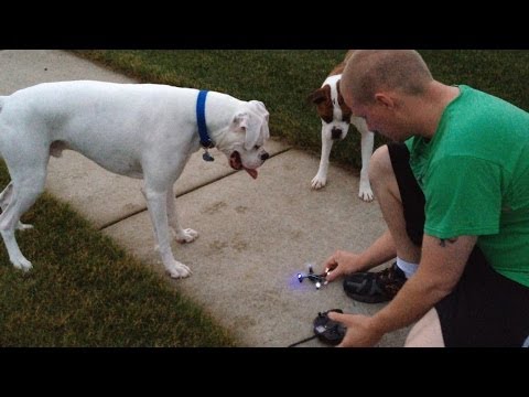 Hubsan X4 Quadcopter Exercising My Dogs - UCN467fmgLLlk98JddJLL51w