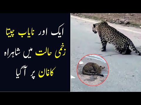 Leopard Found Injured on Kaghan Highway