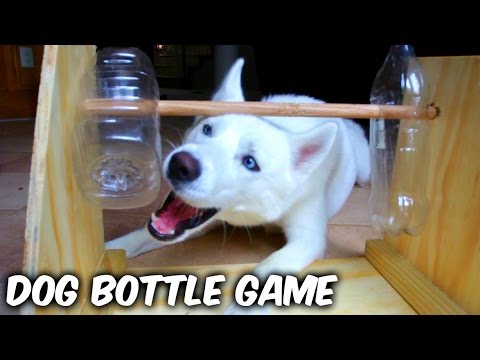 Dog Bottle Game (DIY) - UCe_vXdMrHHseZ_esYUskSBw