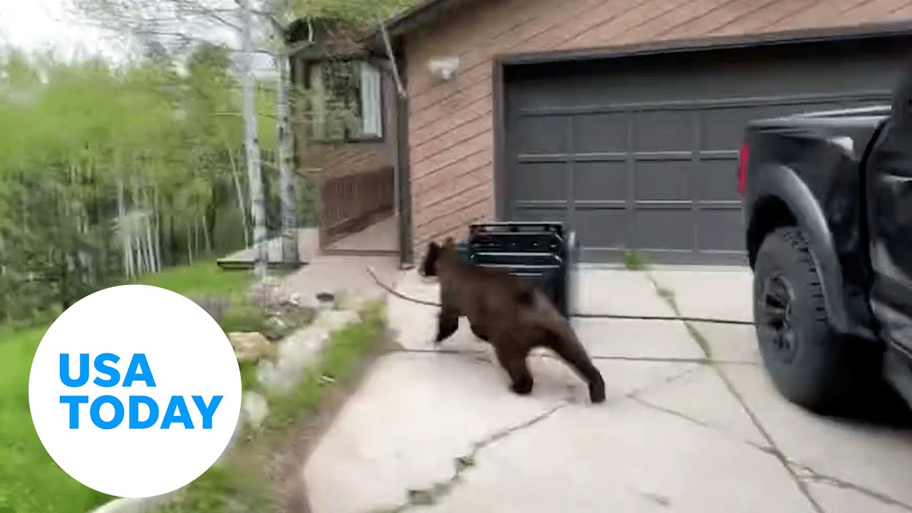 Massive mischievous bear traps itself in a truck | USA TODAY