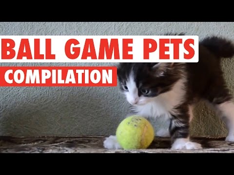 Incredible Ball Game Pets Compilation - UCPIvT-zcQl2H0vabdXJGcpg