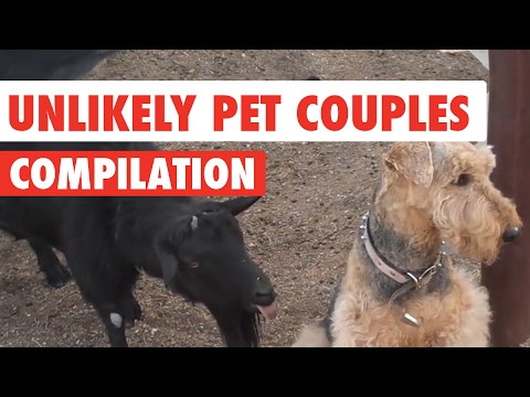 Unlikely Pet Couples Funny Video Compilation 2017 - UCPIvT-zcQl2H0vabdXJGcpg