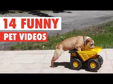 14 Funny Pet Videos Compilation 2017 - UCPIvT-zcQl2H0vabdXJGcpg