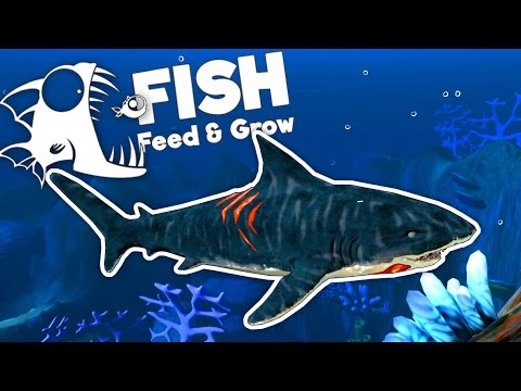 Deadly Tiger Shark! - Feed and Grow Fish Gameplay - UCK3eoeo-HGHH11Pevo1MzfQ