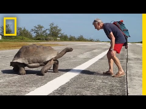 Explorer Interrupts Mating Tortoises, Slowest Chase Ever Ensues | National Geographic - UCpVm7bg6pXKo1Pr6k5kxG9A