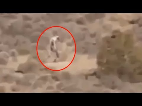 5 Mysterious Creatures Caught On Camera & Spotted In Real Life! #2 - UCUVa51UA_690sEKyRbHb-5A