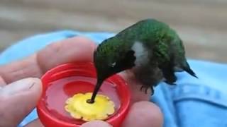 Колибри - самая маленькая птица в мире