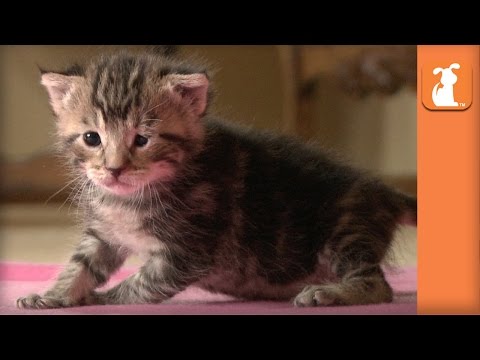 Helpless Kitten Rescued At 8 Days Old, Now Eyes Opened And Being Socialized - UCPIvT-zcQl2H0vabdXJGcpg