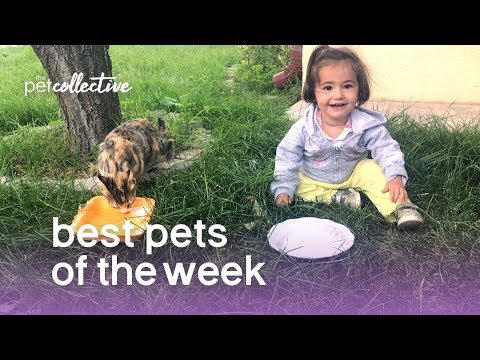Best Pets of the Week - COPY CATS | The Pet Collective - UCPIvT-zcQl2H0vabdXJGcpg