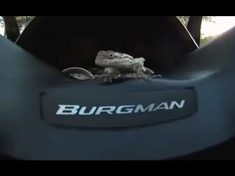 Lizard on my burgman scooter - UCTs-d2DgyuJVRICivxe2Ktg