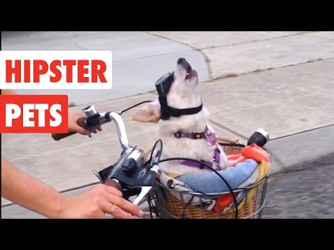 Hipster Pets | Funny Pet Video Compilation 2017 - UCPIvT-zcQl2H0vabdXJGcpg