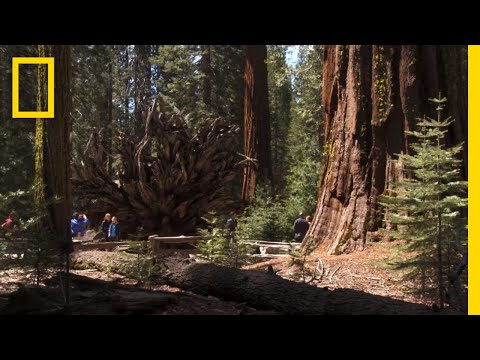 Top 5 Must-See Attractions in Yosemite | National Geographic - UCpVm7bg6pXKo1Pr6k5kxG9A