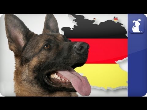 Doglopedia - German Shepherd - UCPIvT-zcQl2H0vabdXJGcpg