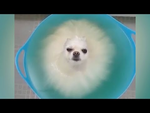 DO NOT play TRY NOT TO LAUGH, it's so HARD YOU WILL DIE TRYING! - Funniest ANIMAL videos - UCKy3MG7_If9KlVuvw3rPMfw