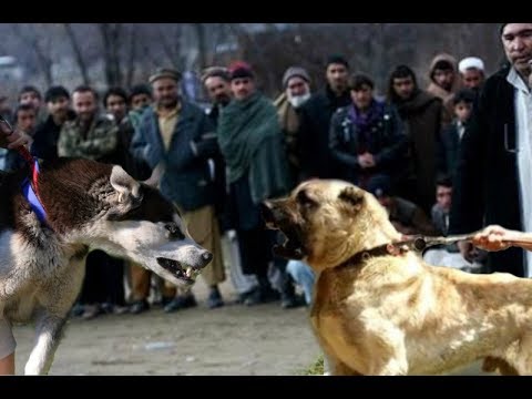 Kangal attacks a Husky!!! - UCI-mqa072aPsYSijI3pzxzw