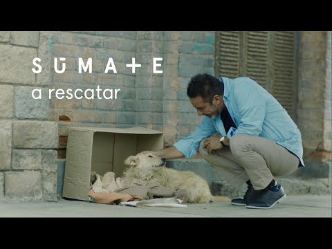 Súmate - La nueva campaña de Movistar Plus - UCKc2cPD5SO_Z2g5UfA_5HKg