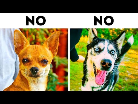 10 Dangerous Dog Breeds for Families with Kids - UC4rlAVgAK0SGk-yTfe48Qpw