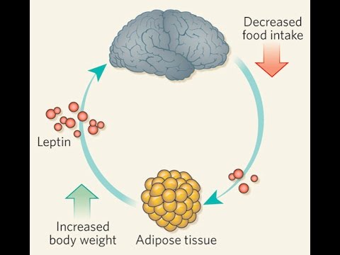 Of Leptin and Refeeds: A Look at the Literature - UC68TLK0mAEzUyHx5x5k-S1Q