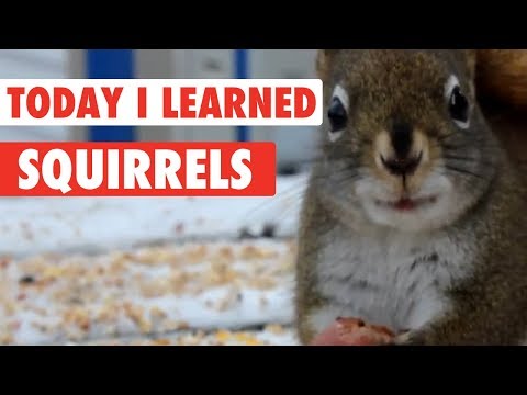 Today I Learned: Squirrels - UCPIvT-zcQl2H0vabdXJGcpg