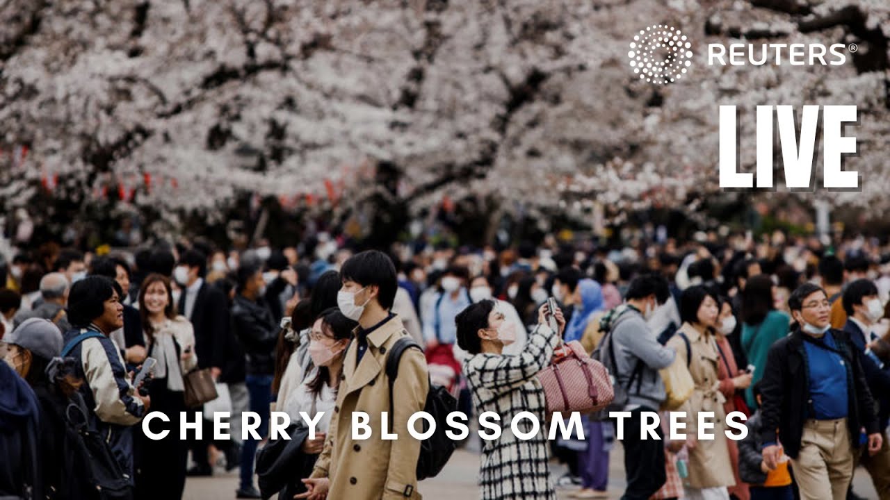 LIVE: Tokyo’s cherry blossoms in full bloom