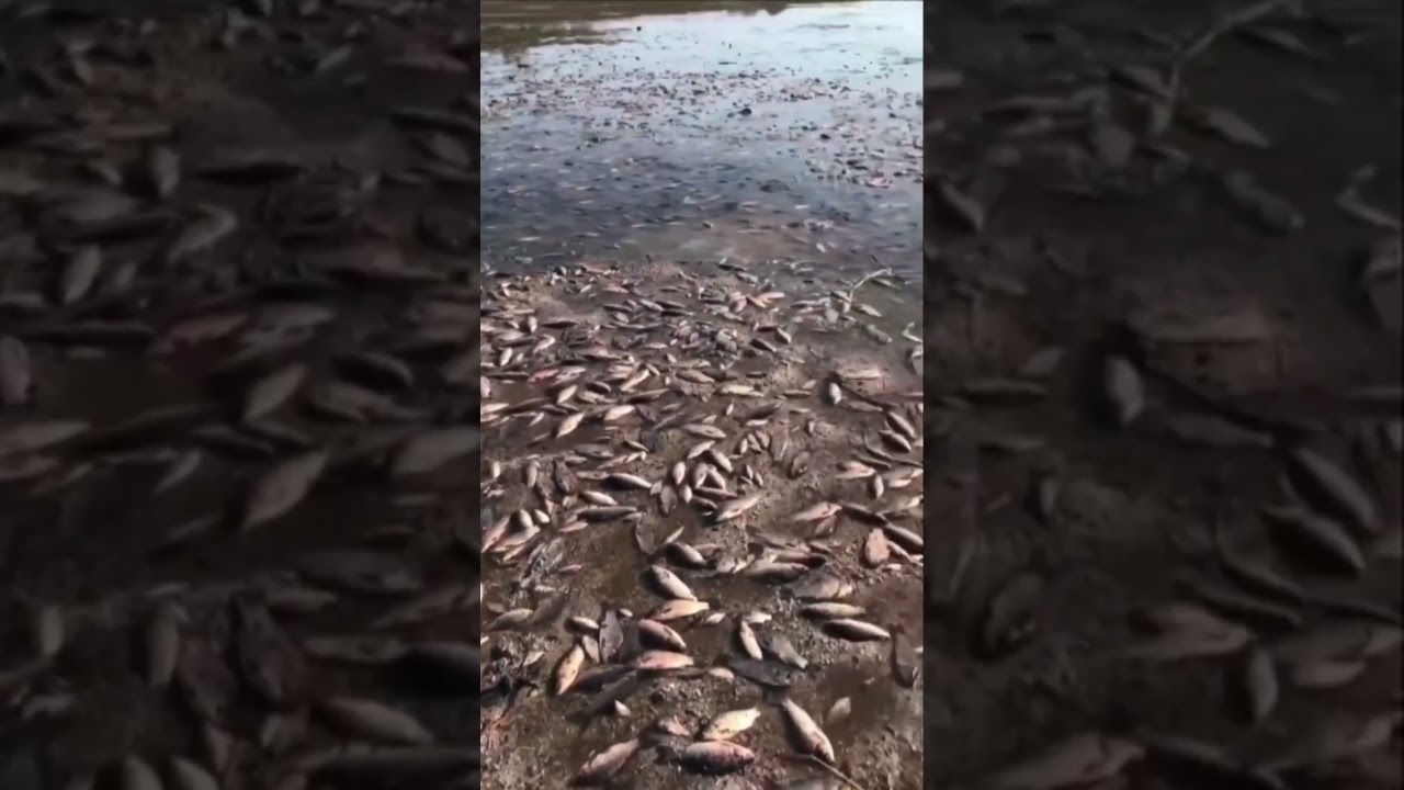 A huge graveyard of dead fish has formed in floodwaters in southern Ukraine