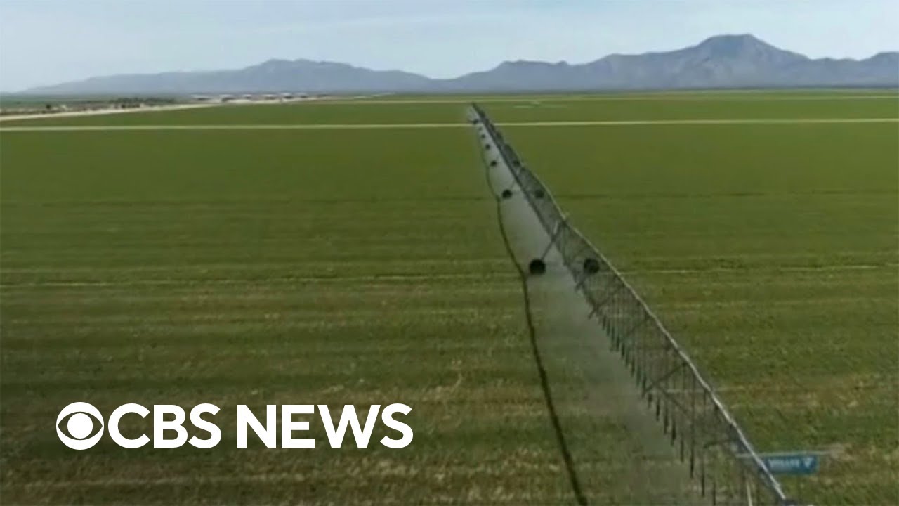 Controversy over Saudi Arabian company growing water-intensive crops in Arizona