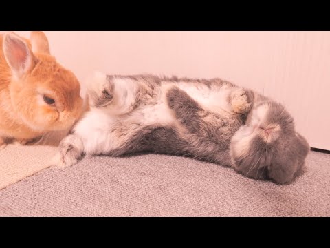 ムギにくすぐられて耐えきれず転がってしまったミミが可愛かった【No.1658】