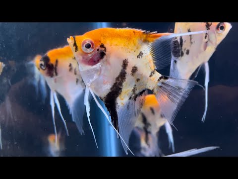 German fish! A few new imports from Aquarium Glase A short montage of German Red Devil Angelfish, some veil tailed Koi angels, German-bred Goodeids, so