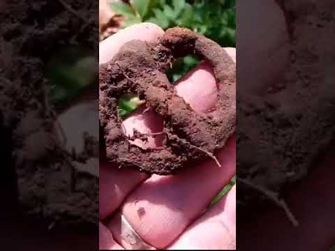 Пряжка КИЇВСЬКА РУСЬ #знахідка #новини #пряжка