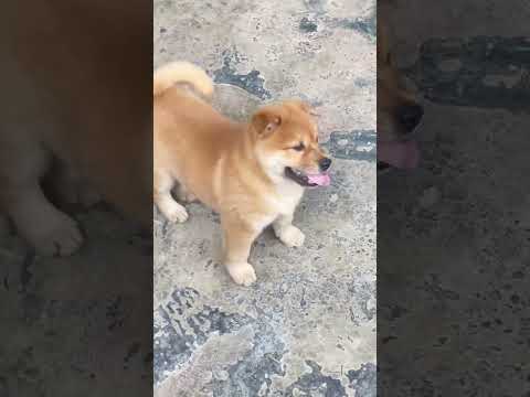 edutilation dog children new picture vidiyo animal versun in to match calected dog