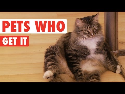 Pets Who Get It || Funny Animal Compilation - UCPIvT-zcQl2H0vabdXJGcpg