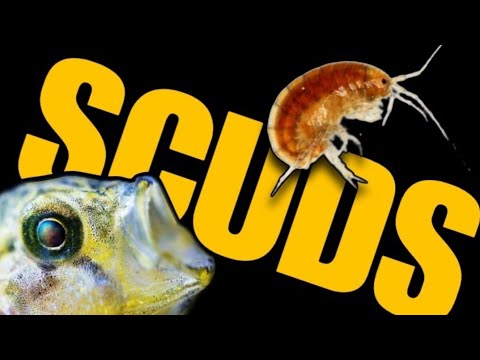 SCUDS! Everything You Need to Know. How to Culture & Harvest Live Gammarus for Your Aquarium Fish.