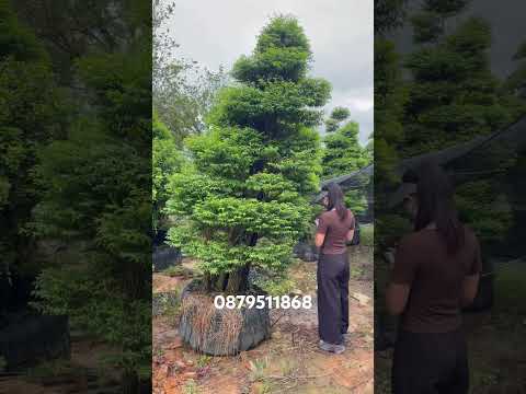 Cây cổ thụ mộc hương cổ thụ LH em @879511868 #quynhhuonggarden #mochuong #caycanh