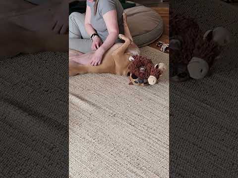 Peaches Gets Belly Rubs in her Foster Home! | Adopt Me SF SPCA