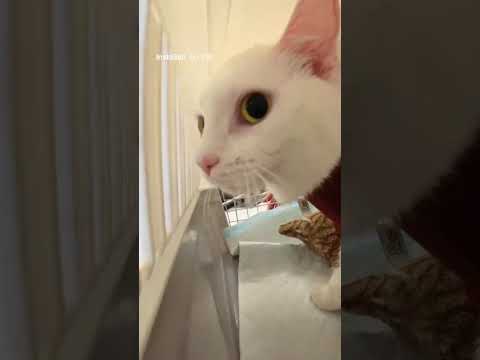 #киса #cat #красиваякошка #топ #моякошка #catlovers #kitten #кот #shorts #shortsvideo #cats #çette