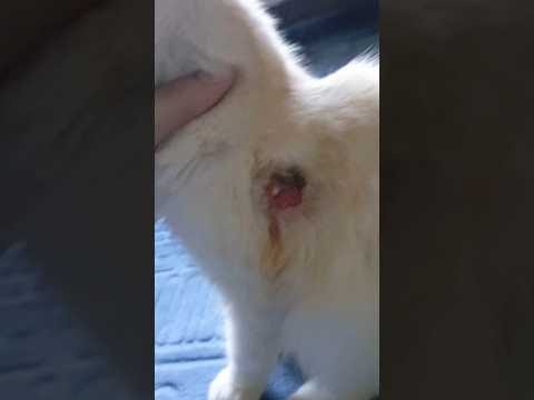 ini sakit apa woy😭 kasian sangatlah kucing ku, udh sempet sembuh, eh gth lagi🥺😭