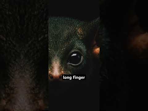 The eye eye #wildlife #creatures #strange #strangecreatures #top5animals #weirdanimals