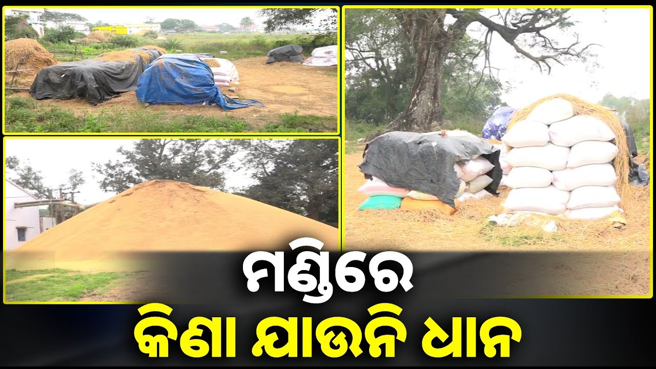 ମଣ୍ଡିରେ ଧାନ କିଣାଯାଉନାହିଁ, ମିଲରଙ୍କ ପାଖକୁ ପଠାଯାଉଛି, ସେଠାରେ ବିଭନ୍ନ ଆଳ ଦେଖାଇ ଚାଷୀଙ୍କୁ କରାଯାଉଛି ହଇରାଣ
