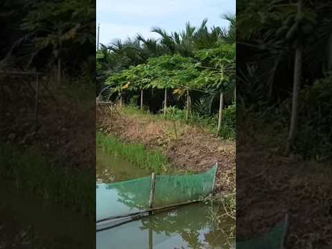 🌺ta thường lang thang một mình 🌺