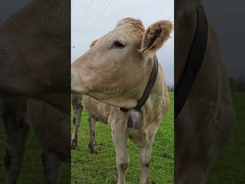 Neugieriege Kuh #kuhglocken #cow #cuteanimal