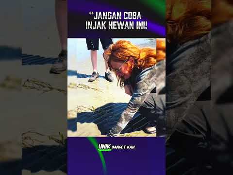 jangan perna pegang hewan ini‼️#faktaunik #shrots