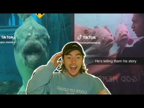 Fish Biologist Reacts To HYSTERICAL Tik Toks Support Me Directly_ https_//www.patreon.com/avnj
Watch Me Live_ https_//www.twitch.tv/AVNJOfficial
