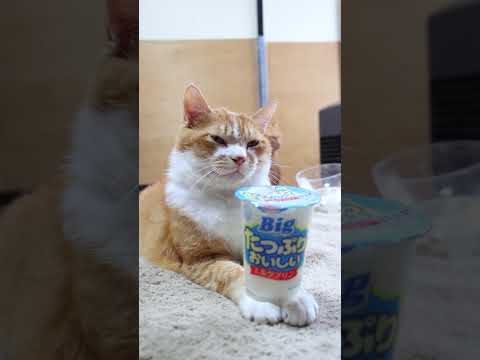 猫の動画サムネイル - たっぷりおいしい ミルクプリン　250625　　#のせ猫　 #cat #cute #ネコ #ねこ #猫のいる暮らし #cutecat #猫のいる生活　#元野良猫